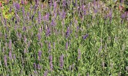 Lavanda