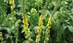 Turica