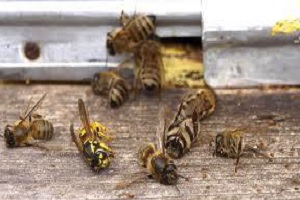 Uginule oboljele pčele u grču