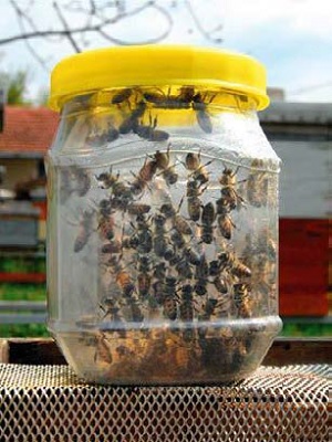 Uzorak živih pčela