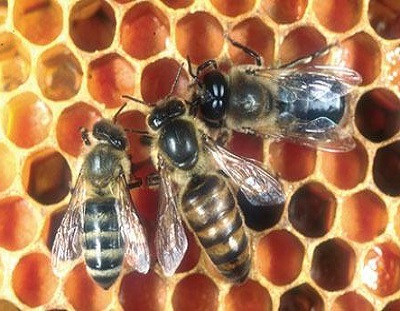 Vrste pčela-radilica matica i trut