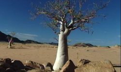 Pustinja Kalahari
