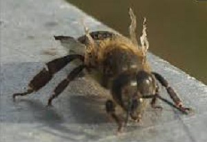 Akutna paraliza pčela