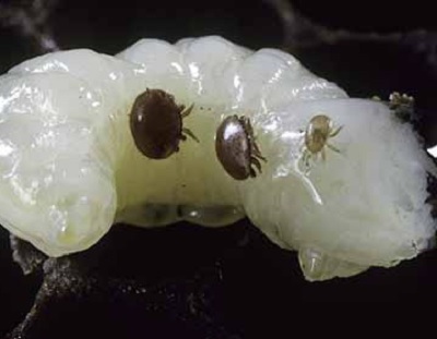 Infekcija larve pčela sa Tropilaelaps sp. i V. destructor