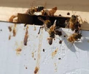 Košnica sa oboljelim pčelama