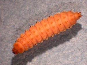 Larva A. Tumida
