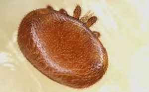 Varroa spp.